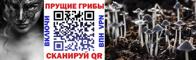 Купить где  Рудня  Псилоцибиновые грибы GOLDEN TEACHER 